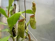 Nepenthes x trichocarpa